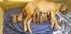 Rhodesian Ridgeback Puppies for sale in Los Gatos, CA, USA. price: $1,400