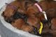 Rhodesian Ridgeback Puppies for sale in Spokane, WA, USA. price: NA