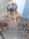 Rhodesian Ridgeback Puppies for sale in Oskaloosa, KS 66066, USA. price: $1,200
