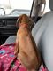 Rhodesian Ridgeback Puppies for sale in 234 Writers Way, Colorado Springs, CO 80903, USA. price: NA