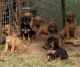 Rhodesian Ridgeback Puppies for sale in New Cordell, OK 73632, USA. price: NA
