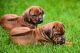 Rhodesian Ridgeback Puppies for sale in Phoenix, AZ, USA. price: NA
