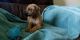 Rhodesian Ridgeback Puppies for sale in Hodgenville, KY 42748, USA. price: NA