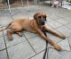 Rhodesian Ridgeback Puppies for sale in Rockwell, NC 28138, USA. price: NA