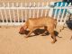 Rhodesian Ridgeback Puppies for sale in Del Sur, CA 93536, USA. price: NA