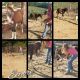 Riding Pony Horses for sale in Bloomfield, IN 47424, USA. price: NA