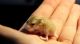 Roborovski hamster Rodents for sale in York, SC 29745, USA. price: NA