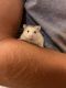 Roborovski hamster Rodents for sale in Fort Collins, CO, USA. price: $75