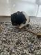 Roborovski hamster Rodents for sale in St Peters, MO, USA. price: NA