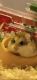 Roborovski hamster Rodents for sale in St Cloud, MN, USA. price: NA