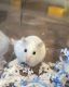 Roborovski hamster Rodents