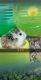 Roborovski hamster Rodents for sale in Huntington, WV, USA. price: NA