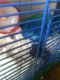 Roborovski hamster Rodents for sale in 2813 Woodmark Dr, Woodbridge, VA 22191, USA. price: NA