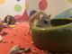 Roborovski hamster Rodents