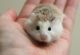 Roborovski hamster Rodents for sale in Elk Grove, CA, USA. price: NA
