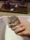 Roborovski hamster Rodents for sale in Denver, CO, USA. price: NA
