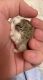 Roborovski hamster Rodents for sale in Portland, OR, USA. price: NA