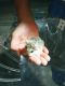 Roborovski hamster Rodents for sale in Rossville, GA 30741, USA. price: $50