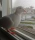 Rock Pigeon Birds for sale in Temecula, CA, USA. price: NA