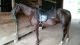 Rocky Mountain Horse Horses for sale in Hazel Green, KY 41332, USA. price: NA