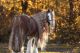 Rocky Mountain Horse Horses