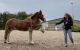 Rocky Mountain Horse Horses for sale in Los Angeles, CA, USA. price: NA