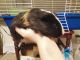 Abyssinian Guinea Pig Rodents for sale in Bakersfield, CA, USA. price: NA