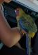 Rosella Birds for sale in Orange, CA 92865, USA. price: $800
