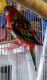 Rosella Birds for sale in Orange County, CA, USA. price: NA