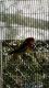 Rosella Birds for sale in Orinda, CA, USA. price: NA