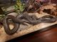 Rosy boa Reptiles for sale in Moscow, ID, USA. price: NA
