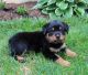 Rottweiler Puppies for sale in East Lansdowne, PA 19050, USA. price: $640