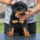 Rottweiler Puppies for sale in Philadelphia, PA, USA. price: $900