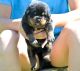 Rottweiler Puppies for sale in Philadelphia, PA, USA. price: $900