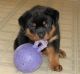Rottweiler Puppies for sale in Ruston, WA 98407, USA. price: NA