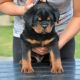 Rottweiler Puppies for sale in Philadelphia, PA, USA. price: $850