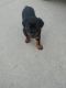 Rottweiler Puppies for sale in Greenfield, WI, USA. price: NA