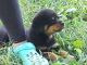 Rottweiler Puppies for sale in Cave City, KY 42127, USA. price: NA