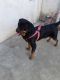 Rottweiler Puppies for sale in Sonia Vihar, New Delhi, Delhi, India. price: NA