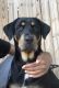 Rottweiler Puppies for sale in Humble, TX 77338, USA. price: NA