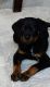 Rottweiler Puppies for sale in Delhi, India. price: 25000 INR