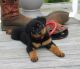 Rottweiler Puppies for sale in Normal, IL 61761, USA. price: NA