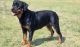 Rottweiler Puppies for sale in Lake Jackson, TX, USA. price: $800