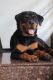 Rottweiler Puppies for sale in Thane, Maharashtra, India. price: 18000 INR