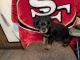 Rottweiler Puppies for sale in Reading, PA, USA. price: $1,000