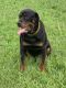 Rottweiler Puppies for sale in Reading, PA, USA. price: NA