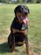 Rottweiler Puppies for sale in Lacey, WA, USA. price: NA