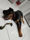 Rottweiler Puppies for sale in Oviedo, FL, USA. price: $3,000