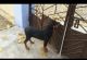 Rottweiler Puppies for sale in Chhattisgarh 495452, India. price: 30000 INR