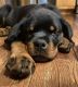 Rottweiler Puppies for sale in Detroit, MI, USA. price: $750